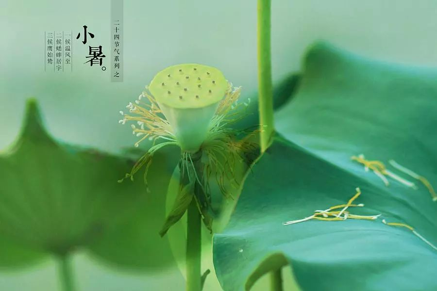 倏忽溫風(fēng)至，因循小暑來(lái)!